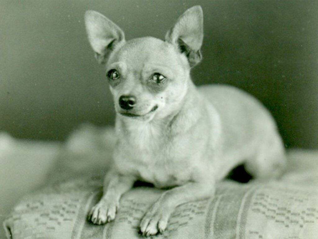 The History of Chihuahuas