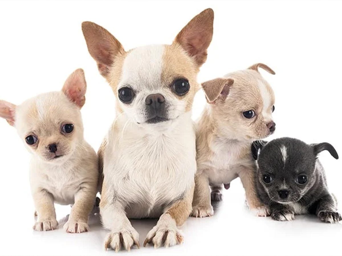 Why Chihuahuas Are Great for First-Time Dog Owners