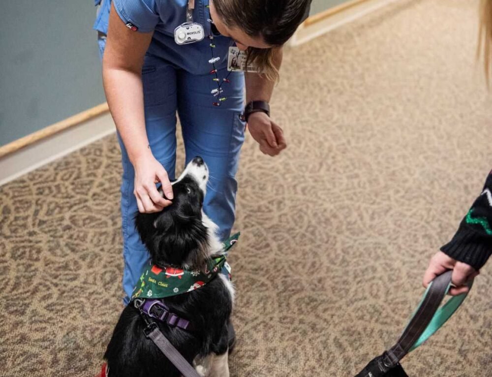  Therapy Dogs: From Hospitals to Disaster Relief