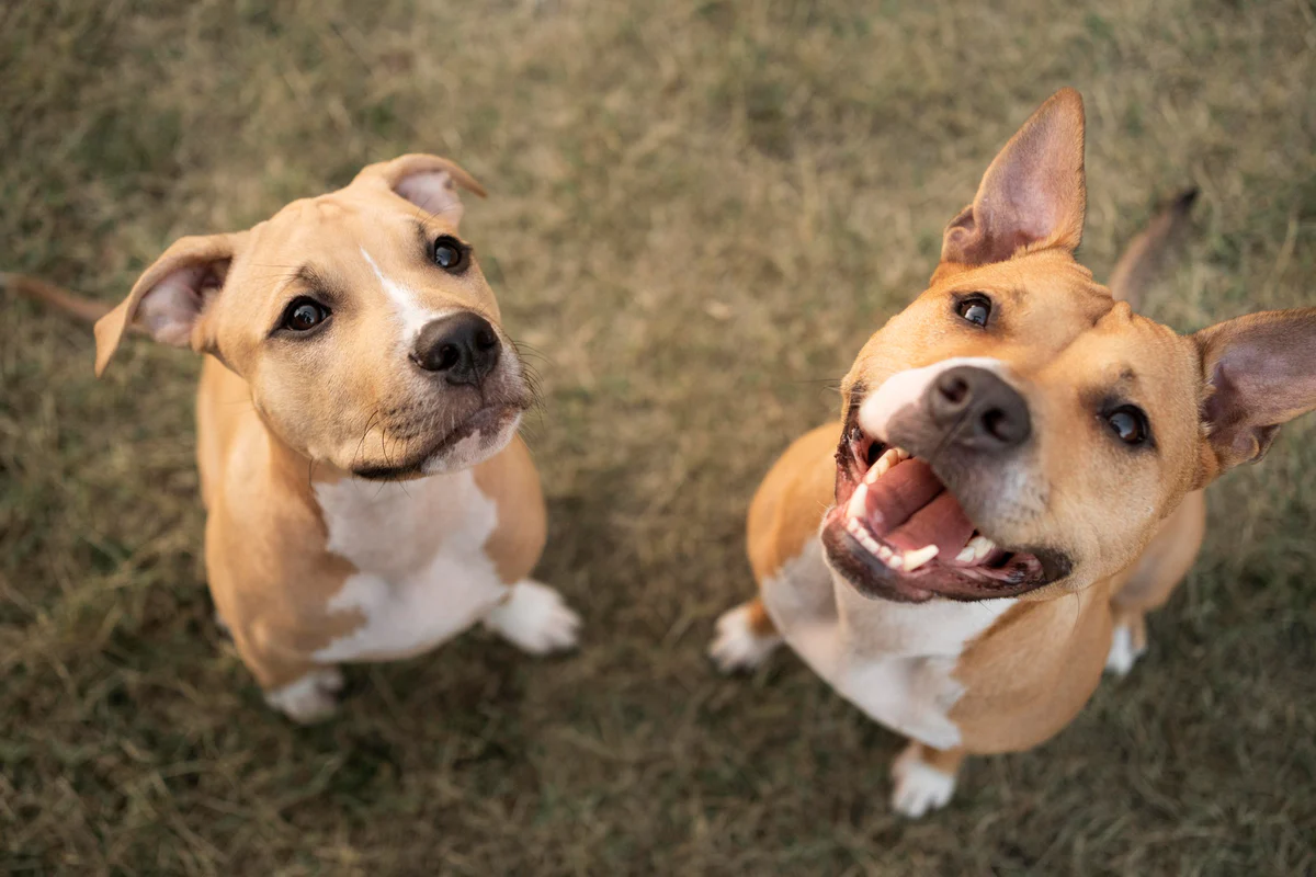 The Pitbull: A Loyal and Loving Companion