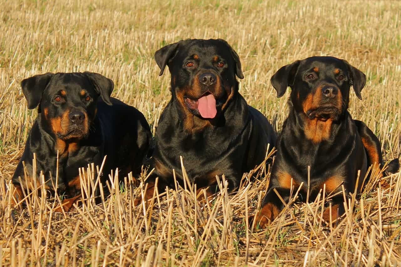 Rottweilers as Service Dogs