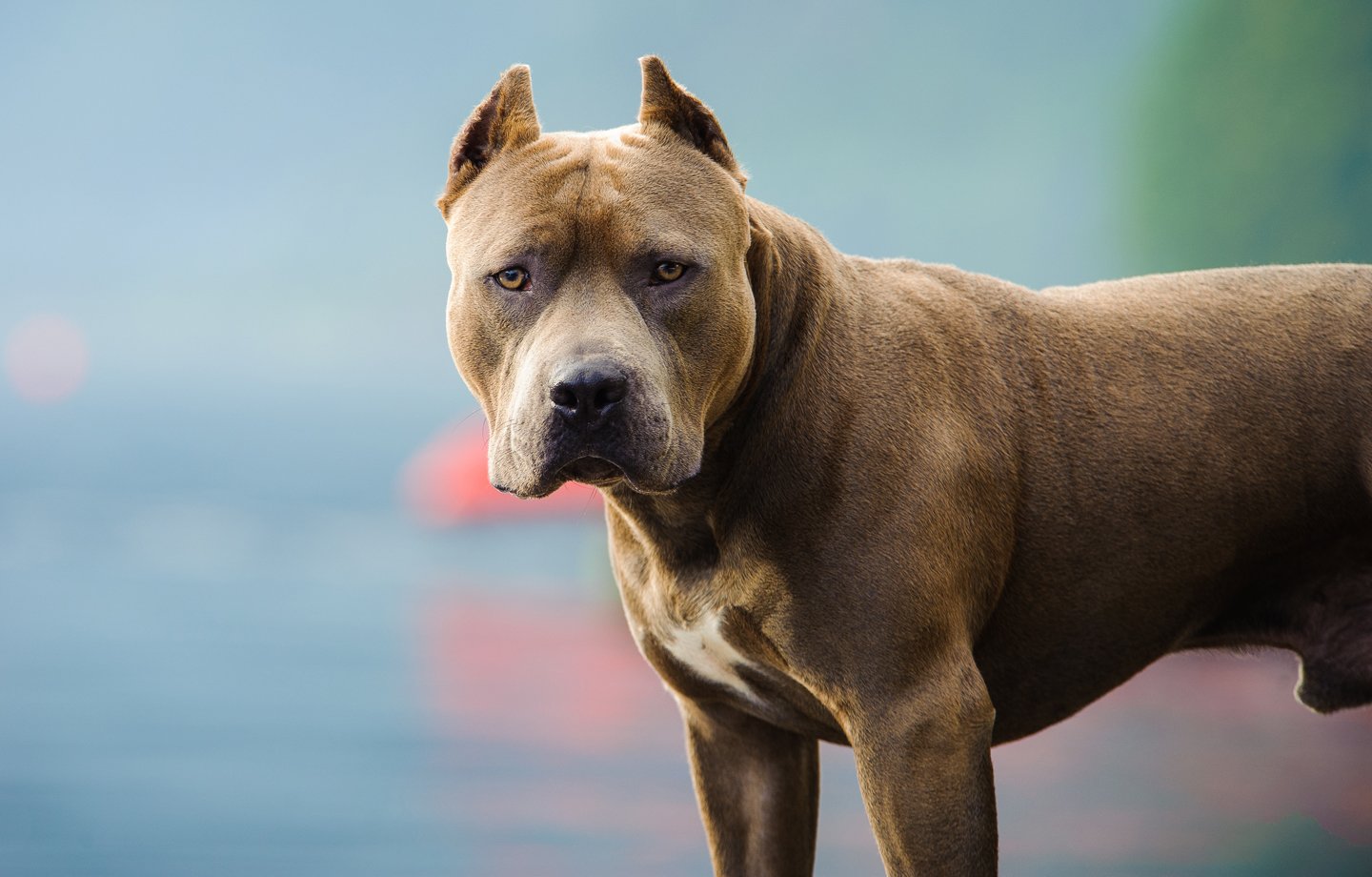 The Pitbull: A Misunderstood Breed