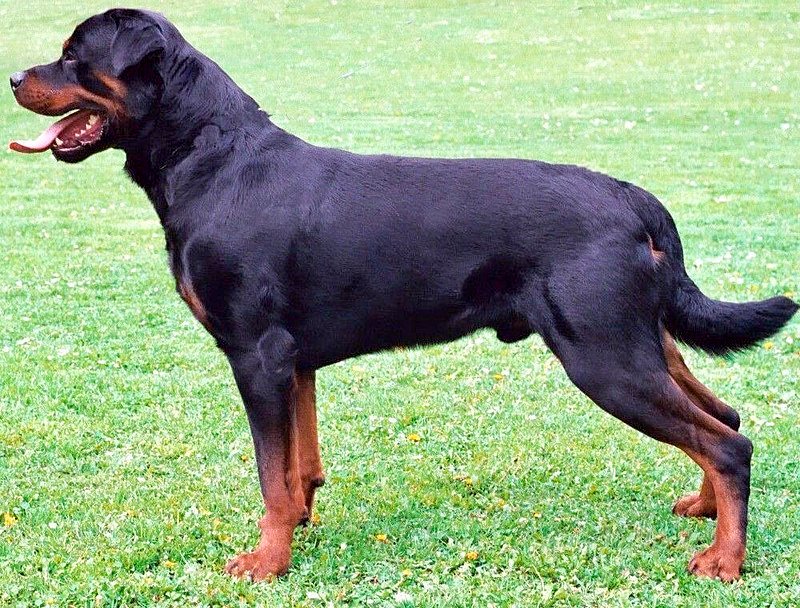 The History of Rottweilers as Working Dogs