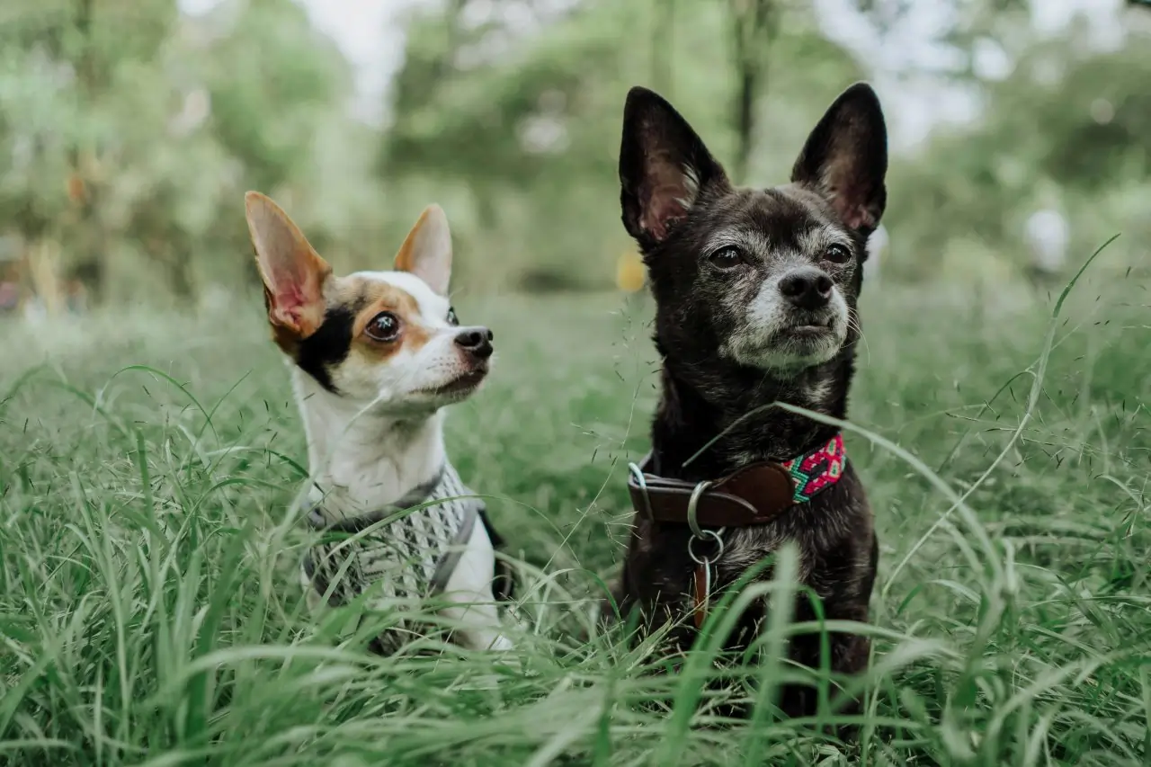 Chihuahua: A Loyal Companion for Seniors