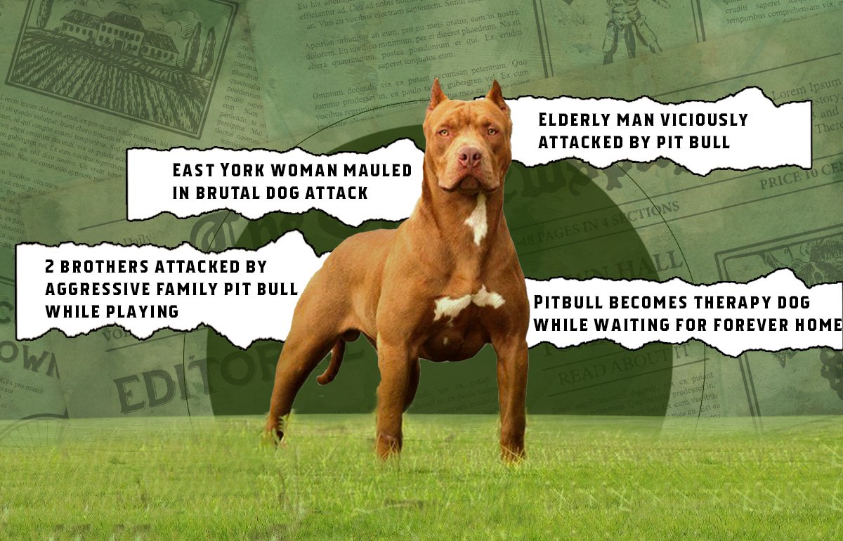 The Truth About Pitbull Aggression