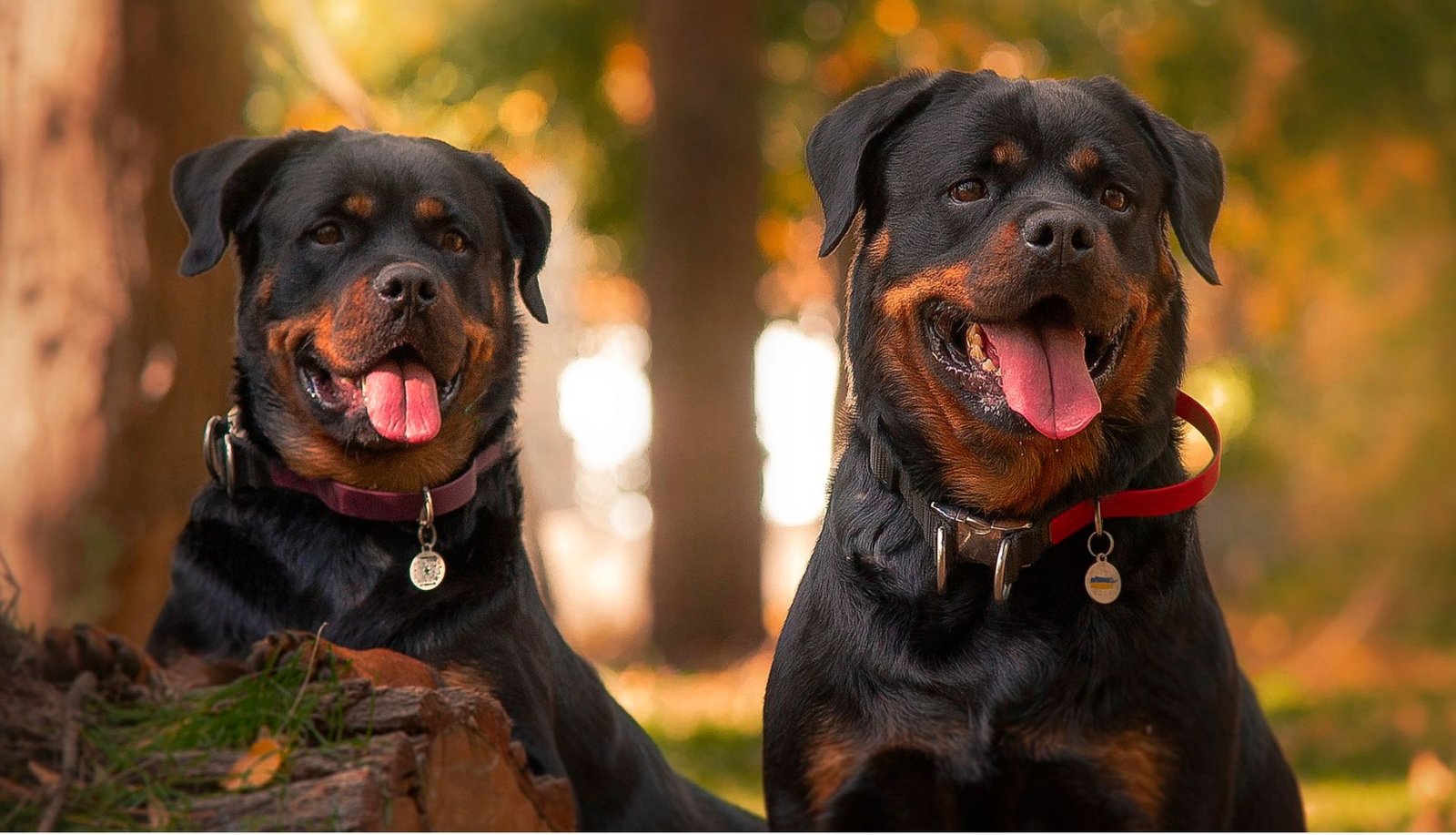 Rottweilers: Good Family Dogs