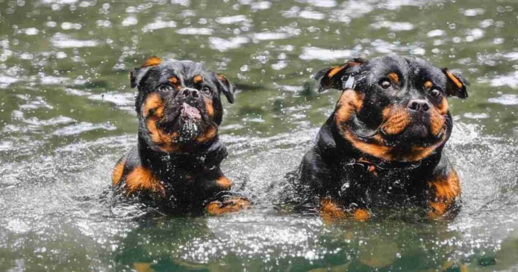  Keeping Your Rottweiler Active and Fit