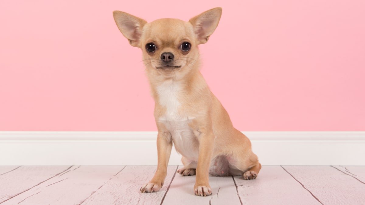 Grooming Tips for Chihuahuas