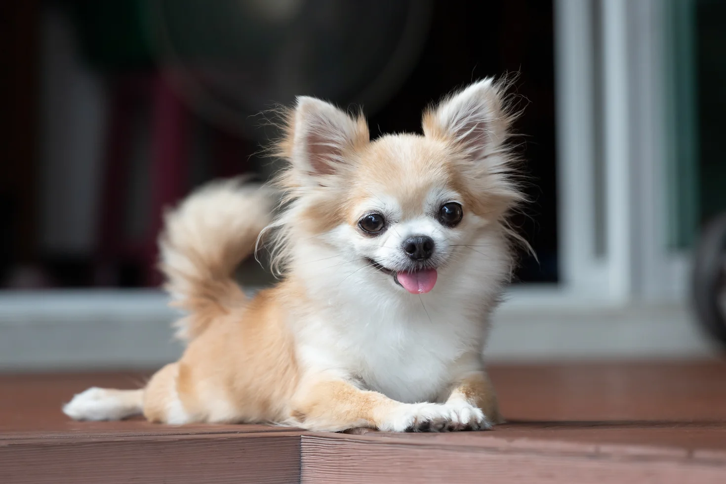 Why Chihuahuas Make Great Apartment Dogs