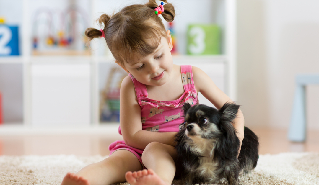 Chihuahuas and Children: How to Foster a Safe Relationship