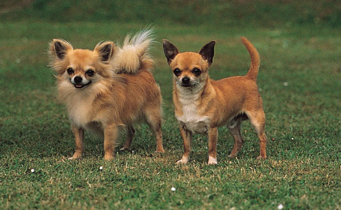 Chihuahuas: Understanding Their Big Personality in a Small Package