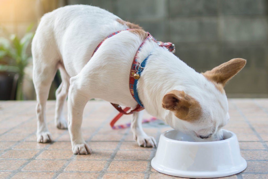 Choosing the Right Diet for Your Chihuahua: Nutrition Tips