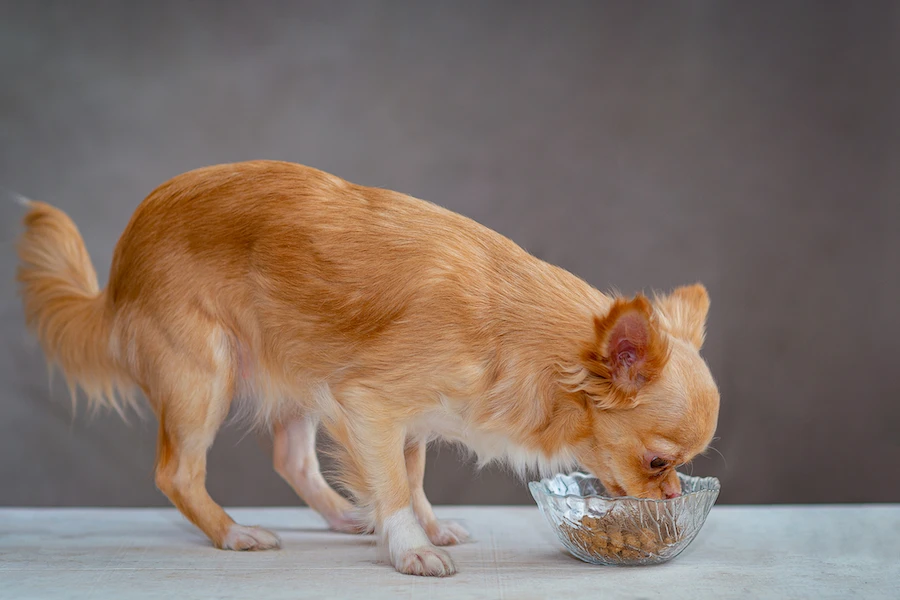 Choosing the Right Diet for Your Chihuahua: Nutrition Tips