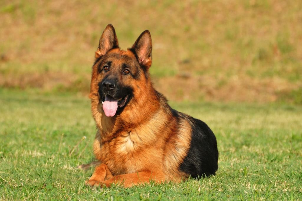 Why German Shepherds Are Versatile Dog Breeds