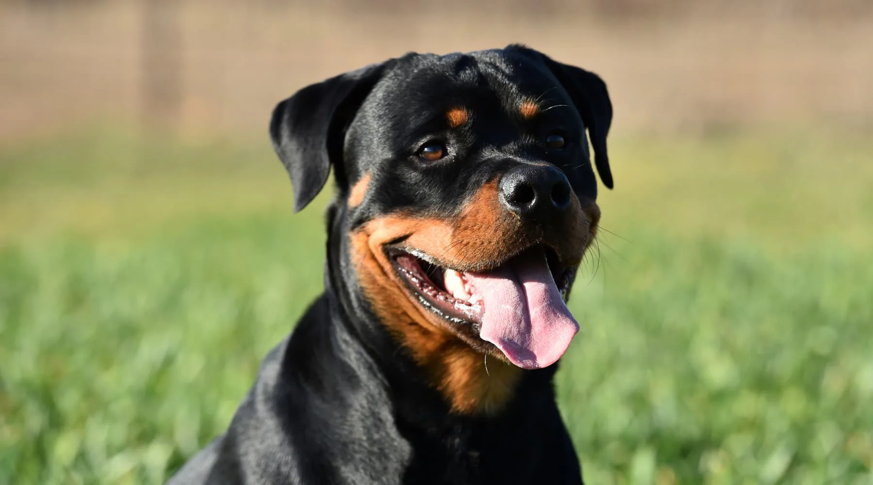 Grooming Your Rottweiler: Tips for a Healthy Coat and Skin