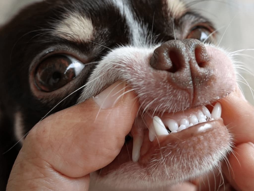 How to Care for Your Chihuahua’s Teeth and Health