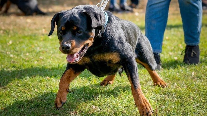 How to Prevent Common Health Problems in Rottweilers