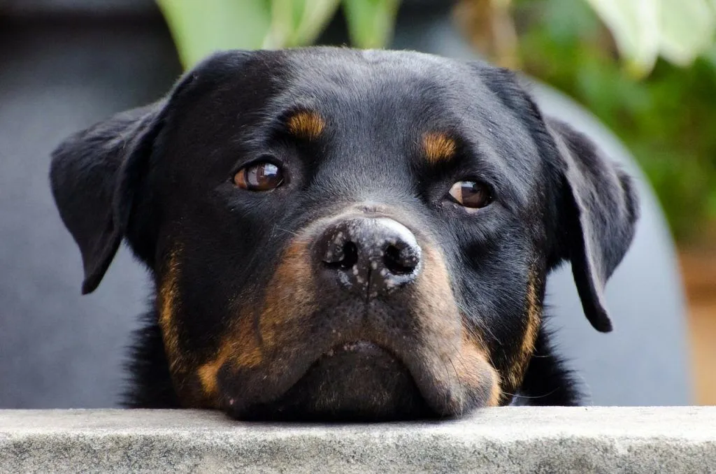 How to Prevent Common Health Problems in Rottweilers