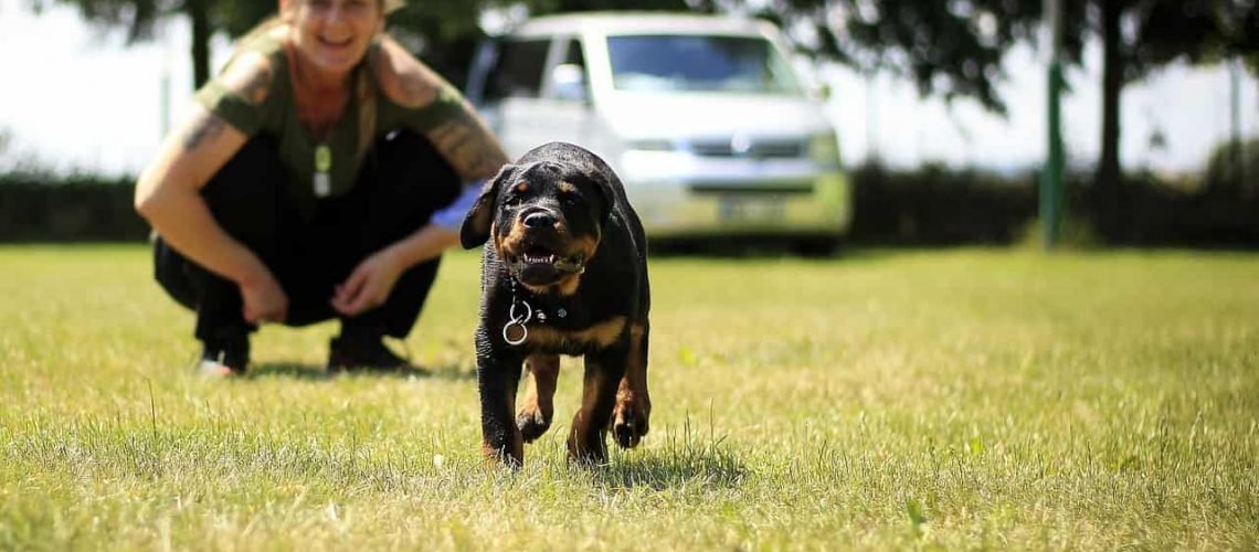 How to Socialize Your Rottweiler to Avoid Behavioral Issues