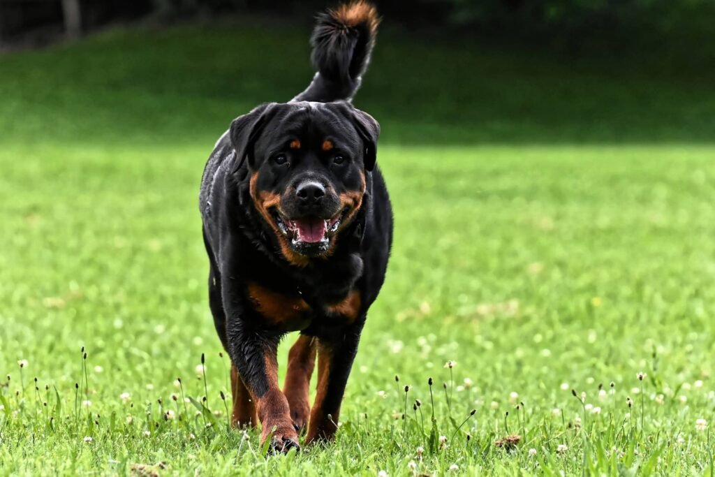 How to Socialize Your Rottweiler to Avoid Behavioral Issues