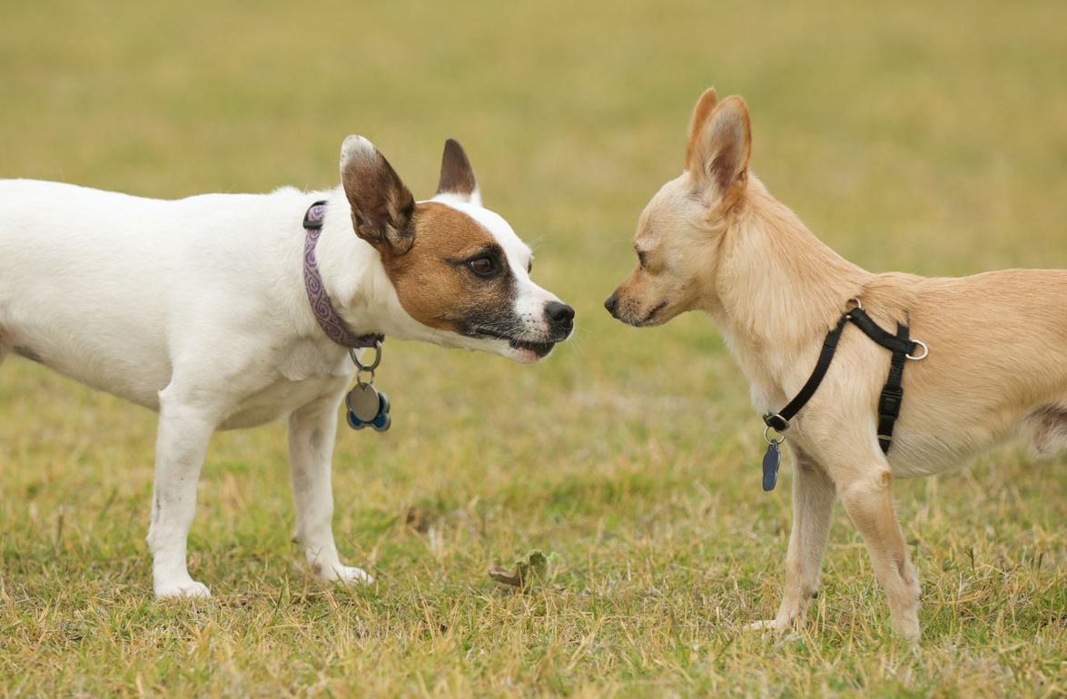 How to Socialize a Chihuahua Properly