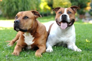 How to Train a Pitbull to Be a Well-Behaved Companion