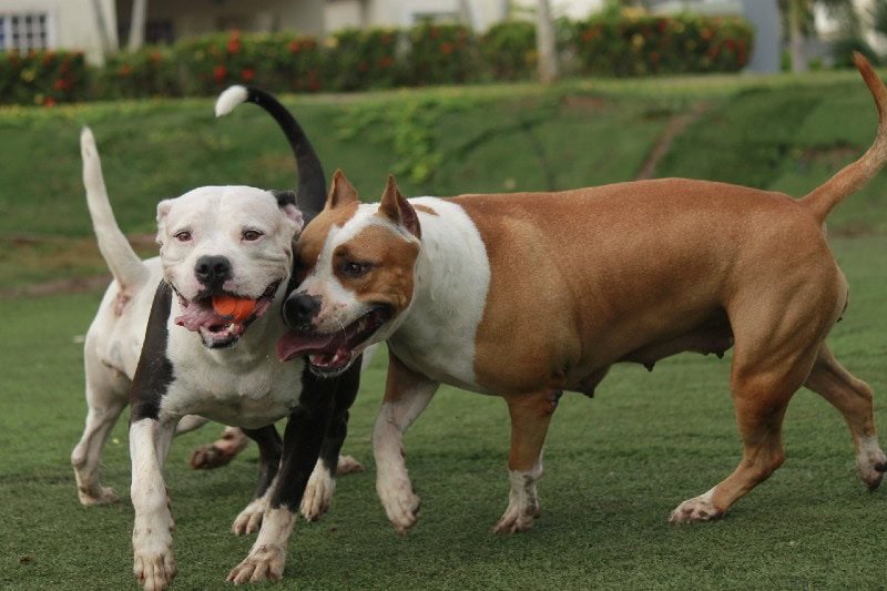 How to Train a Pitbull to Be a Well-Behaved Companion