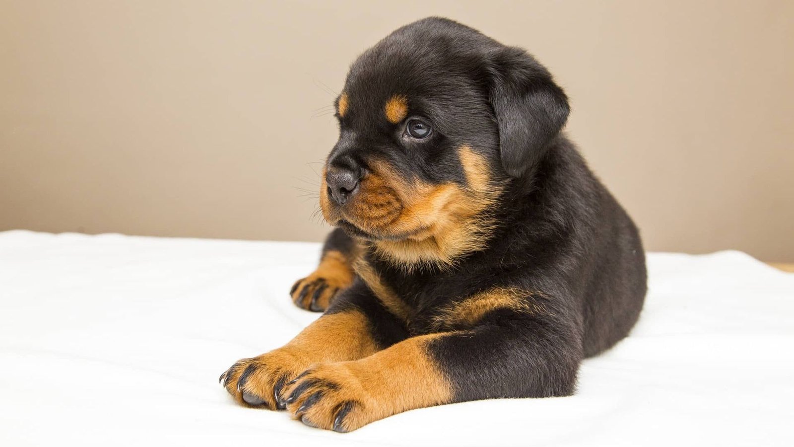 How to Train a Rottweiler Puppy Effectively