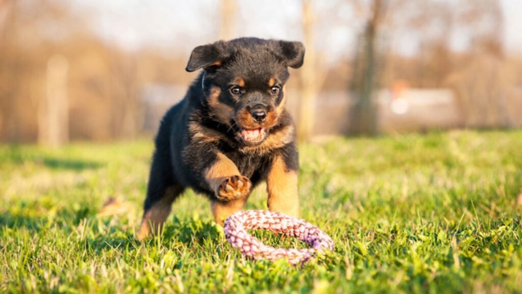 How to Train a Rottweiler Puppy Effectively