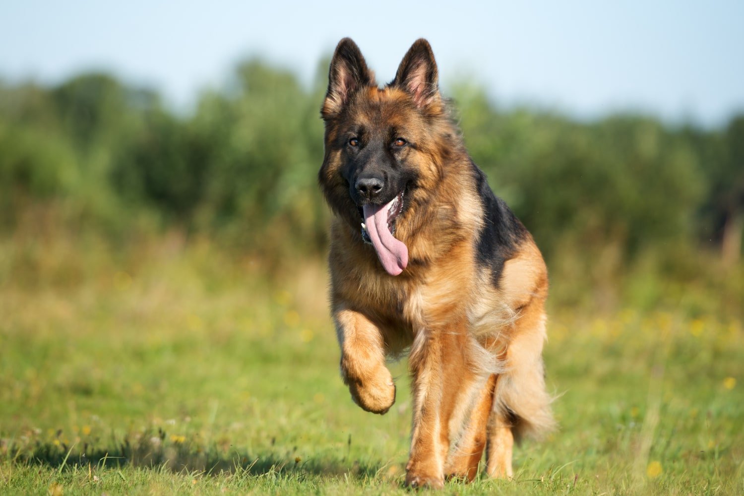 Training German Shepherds: A Comprehensive Guide