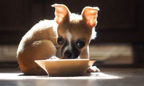 Best Diet for Chihuahuas: Feeding Tips