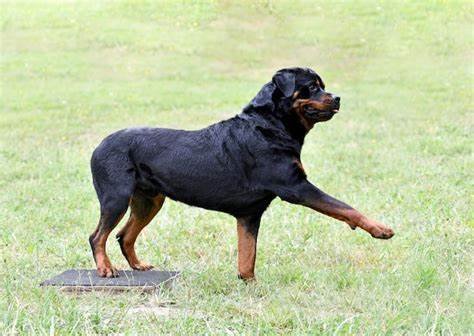 Train Your Rottweiler for Obedience and Protection