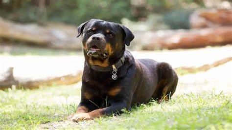 Rottweilers: From Roman Times to Modern Guardians