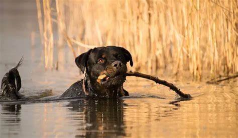 Keeping Your Rottweiler Active and Fit