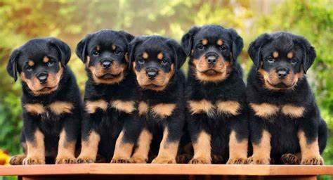 How to Handle Aggression in Rottweilers