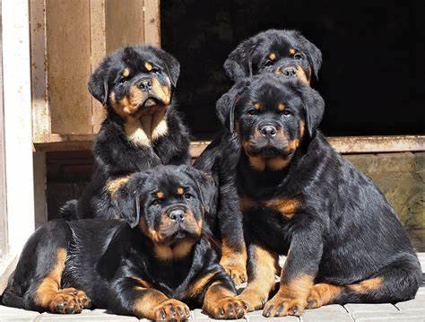 Rottweiler Puppies: How to Choose