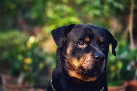 How to Recognize Health Issues in Rottweilers