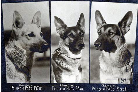 German Shepherds: From Herding Dogs to Police K9s