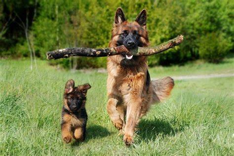 How to Train Your German Shepherd