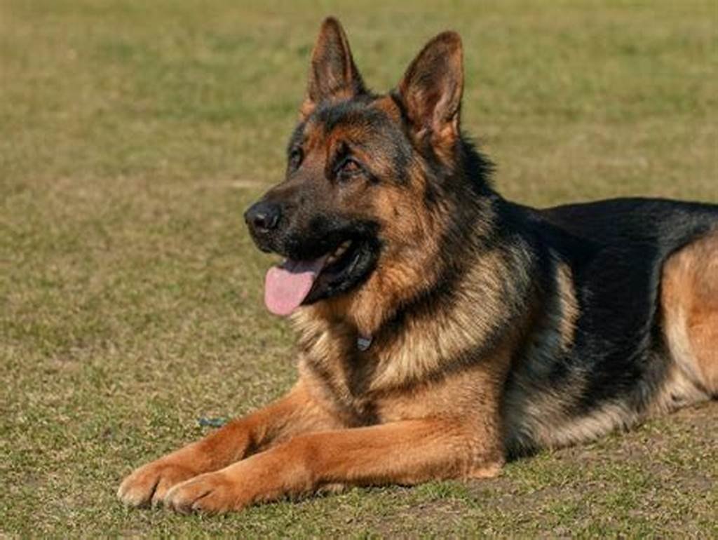 Why German Shepherds Are Versatile Dog Breeds