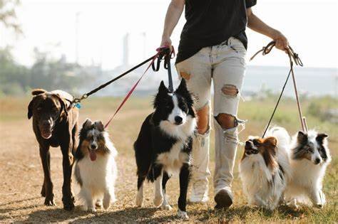 Therapy Dogs: From Hospitals to Disaster Relief