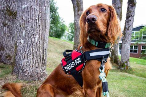 The Best Breeds for Therapy Dog Training