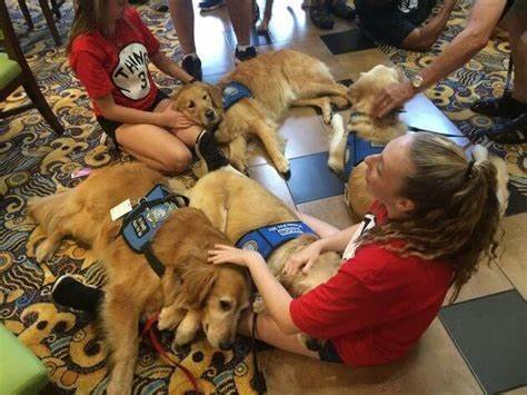 How Therapy Dogs Provide Comfort and Support