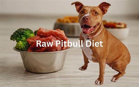 Diet and Exercise Routines for Your Pitbull