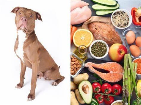 Diet and Exercise Routines for Your Pitbull