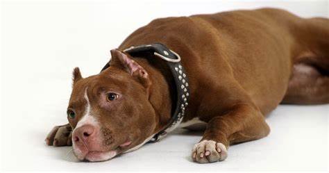 Pitbulls: From Farm Dogs to Family Companions