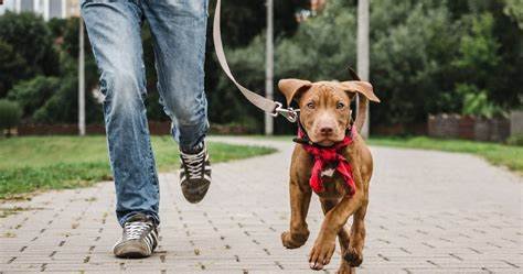 Train Your Pitbull for Obedience and Socialization