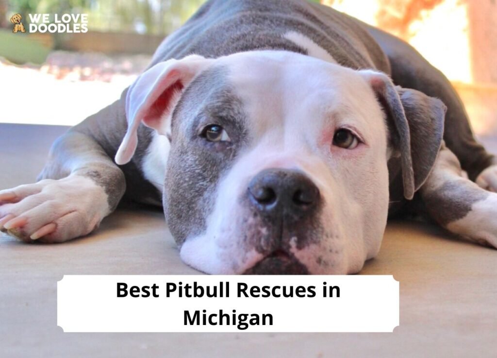 Pitbull Rescue Stories: Giving Dogs a Second Chance