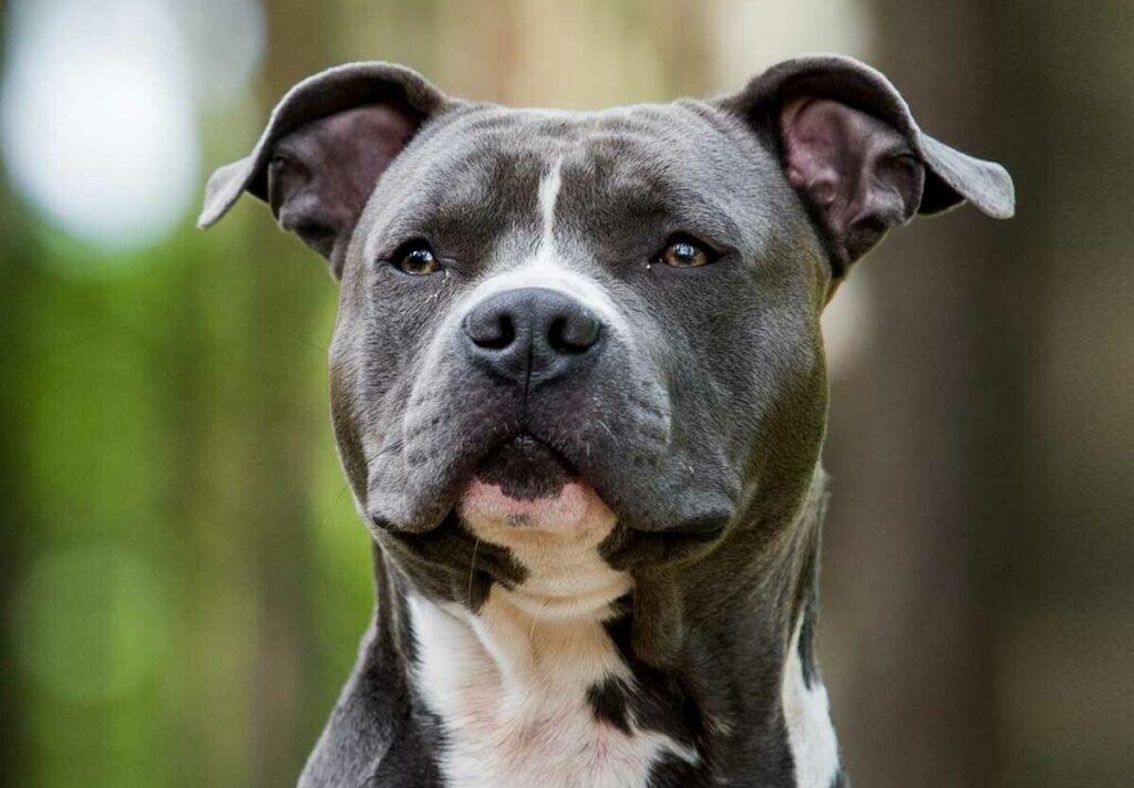 Pitbulls: Debunking Common Misconceptions and Stereotypes