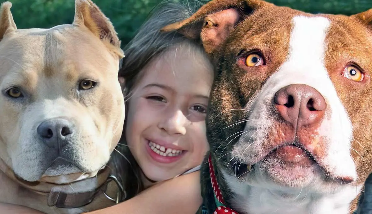 Pitbulls and Their Natural Affinity for Children